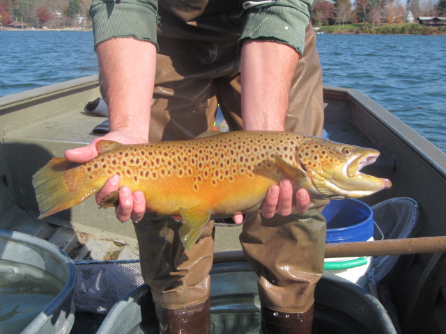 large brown trout